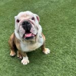 An image of Rollie Pollie. Rollie Pollie is a Bulldog, English.