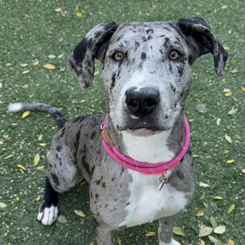 An image of Grace. Grace is a Catahoula Leopard Dog.