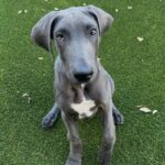 An image of Champ. Champ is a Great Dane.