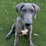 An image of Champ. Champ is a Great Dane.