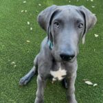 An image of Champ. Champ is a Great Dane.