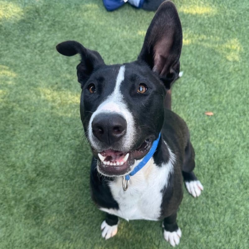 An image of Lenny. Lenny is a Terrier, Pit Bull.