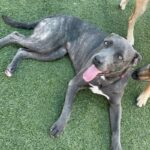 An image of Laurie. Laurie is a Mastiff, Cane Corso.