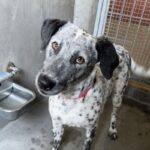 An image of Moo Moo. Moo Moo is a Pointer.