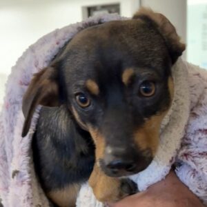 An image of Chance. Chance is a Terrier.