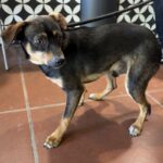An image of Chance. Chance is a Terrier.