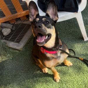 An image of Beatrice. Beatrice is a Shepherd.