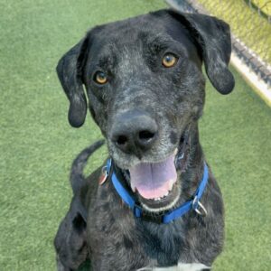 An image of Pepper. Pepper is a Great Dane.