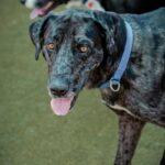 An image of Pepper. Pepper is a Great Dane.