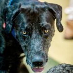 An image of Pepper. Pepper is a Great Dane.