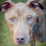 An image of Liam. Liam is a Terrier, Pit Bull/Mixed Breed (Medium).