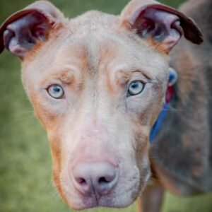 An image of Liam. Liam is a Terrier, Pit Bull/Mixed Breed (Medium).