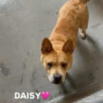 An image of Daisy. Daisy is a Terrier, American Pit Bull/Mixed Breed (Medium).