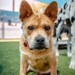 An image of Daisy. Daisy is a Terrier, American Pit Bull/Mixed Breed (Medium).