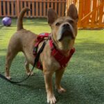 An image of Daisy. Daisy is a Terrier, American Pit Bull/Mixed Breed (Medium).