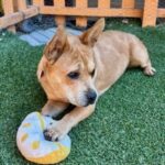 An image of Daisy. Daisy is a Terrier, American Pit Bull/Mixed Breed (Medium).