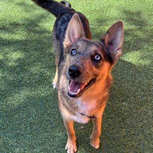 An image of Rita. Rita is a Shepherd, German/Mixed Breed (Medium).