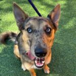 An image of Rita. Rita is a Shepherd, German/Mixed Breed (Medium).
