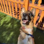 An image of Rita. Rita is a Shepherd, German/Mixed Breed (Medium).