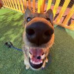 An image of Rita. Rita is a Shepherd, German/Mixed Breed (Medium).