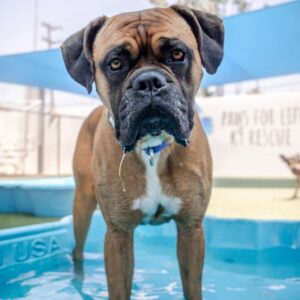 An image of Marty. Marty is a Boxer.