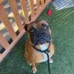An image of Marty. Marty is a Boxer.