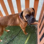 An image of Marty. Marty is a Boxer.