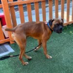 An image of Marty. Marty is a Boxer.