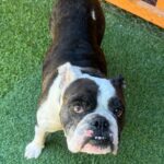 An image of Tina. Tina is a Bulldog/Terrier, Boston.
