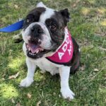 An image of Tina. Tina is a Bulldog/Terrier, Boston.