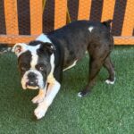An image of Tina. Tina is a Bulldog/Terrier, Boston.