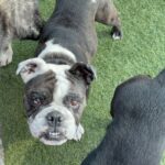 An image of Tina. Tina is a Bulldog/Terrier, Boston.