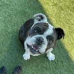 An image of Tina. Tina is a Bulldog/Terrier, Boston.
