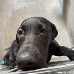 An image of Clara. Clara is a Retriever, Black Labrador/Mastiff, Cane Corso.