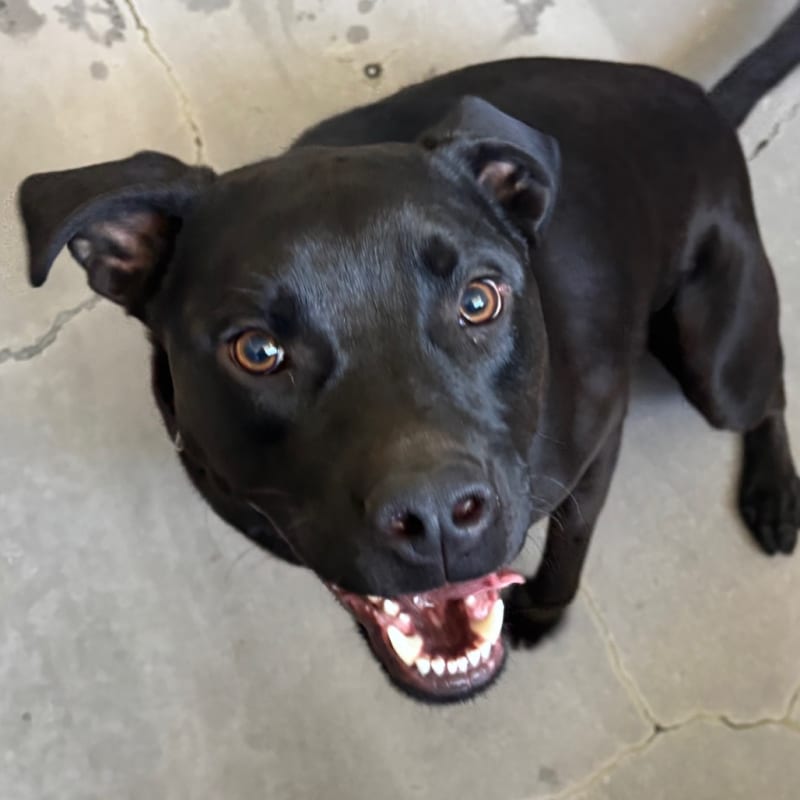 An image of Rocky. Rocky is a Retriever, Black Labrador/Terrier, American Pit Bull.