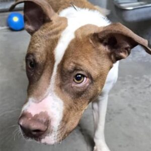 An image of Eric. Eric is a Terrier, Pit Bull/Mixed Breed (Medium).