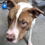 An image of Eric. Eric is a Terrier, Pit Bull/Mixed Breed (Medium).