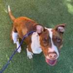 An image of Eric. Eric is a Terrier, Pit Bull/Mixed Breed (Medium).