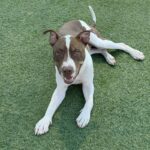 An image of Eric. Eric is a Terrier, Pit Bull/Mixed Breed (Medium).