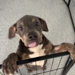 An image of Stewart. Stewart is a Terrier, Pit Bull/Mixed Breed (Large).