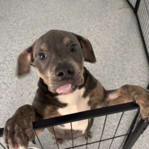 An image of Stewart. Stewart is a Terrier, Pit Bull/Mixed Breed (Large).