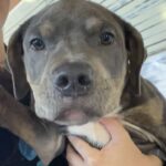 An image of Stewart. Stewart is a Terrier, Pit Bull/Mixed Breed (Large).