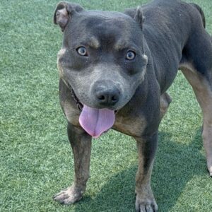 An image of Possum. Possum is a Terrier, Pit Bull.