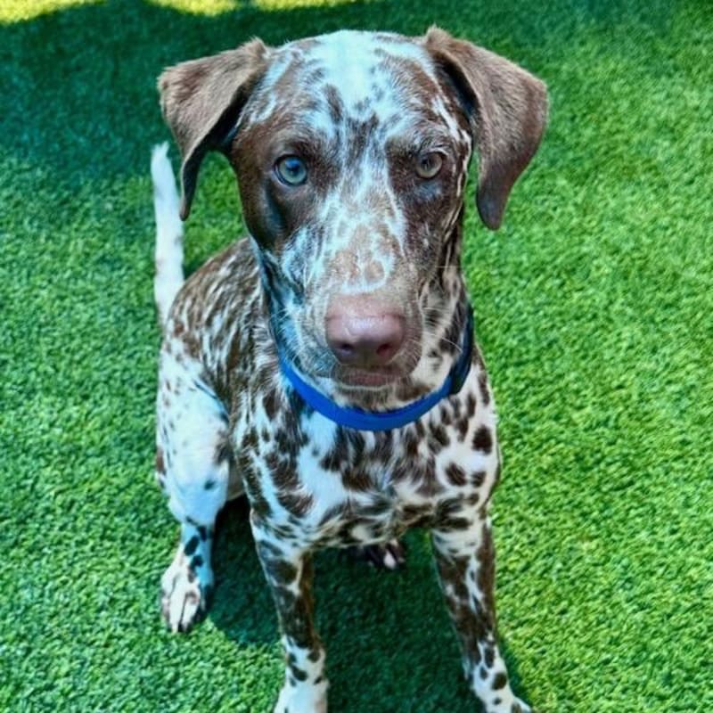 An image of Dino. Dino is a Pointer, German Shorthaired.