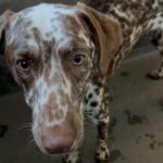An image of Dino. Dino is a Pointer, German Shorthaired.