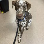An image of Dino. Dino is a Pointer, German Shorthaired.