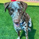 An image of Dino. Dino is a Pointer, German Shorthaired.