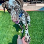 An image of Dino. Dino is a Pointer, German Shorthaired.