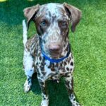 An image of Dino. Dino is a Pointer, German Shorthaired.