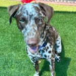 An image of Dino. Dino is a Pointer, German Shorthaired.